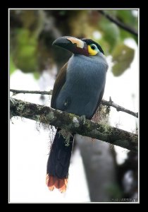 Plate-billed Mountain Toucan