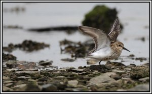 Dunlin