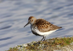 Dunlin