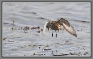 Flying Dunlin