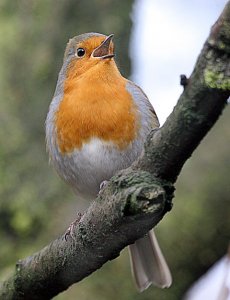 A singing Robin