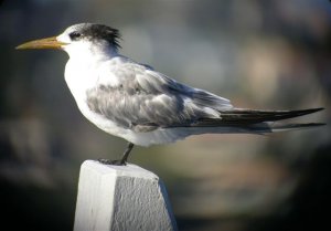 Crested Tern