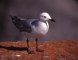 Langebaan2