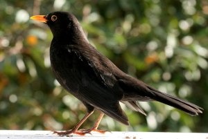 Male Blackbird