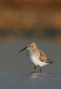 Dunlin