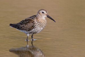 Dunlin