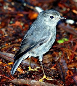 New Zealand Noth Island Robin