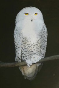 Snowy Owl