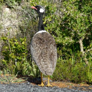 southern black korhaan