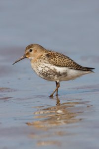 Dunlin