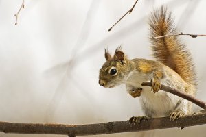 American Red Squirrel