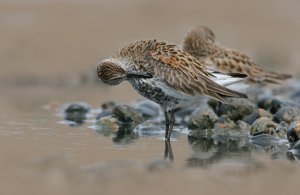 Dunlin preening