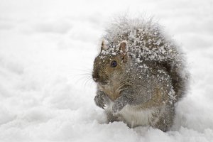 Eastern Gray Squirrel