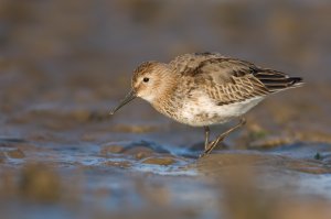 Dunlin