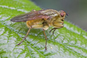 Dung Fly