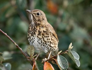 Song Thrush.