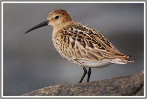 Dunlin