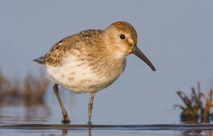 Dunlin