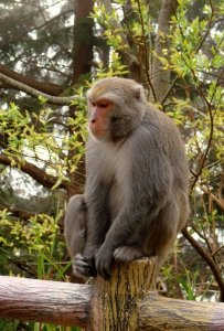 Formosan Macaque