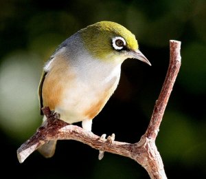 Silvereye