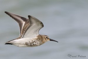 DUNLIN