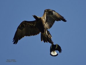 Maggie and Eagle