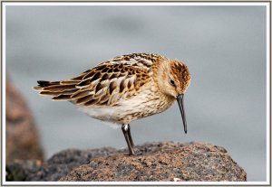 Dunlin