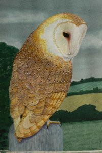 Barn Owl