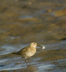 Dunlin