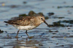 Dutch dunlin at low tide