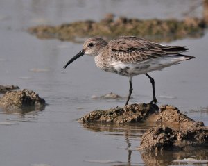 Dunlin