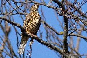 Mistle Thrush