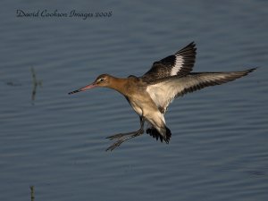 Black-tailed Godwit