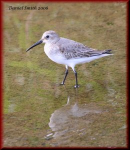 Dunlin