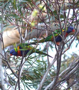 Tree full of mischief