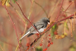 Dark-eyed Junco