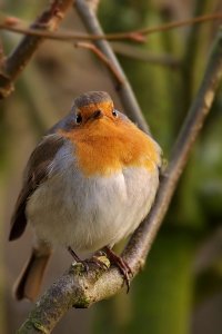 A robin in the cold....