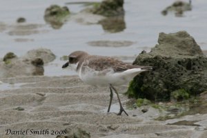 Greater Sandplover