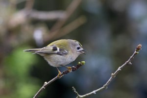 gold crest