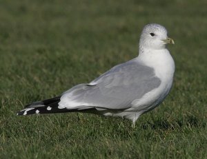 Common Gull (again)