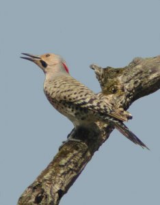 Northern Flicker