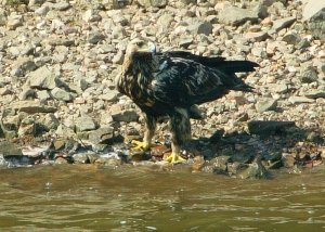 Adalberts Eagle (Spanish Imperial Eagle)