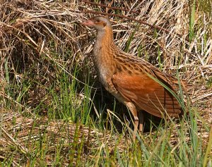 Corncrake