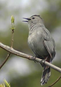 Grey Catbird