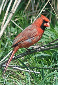 Northern Cardinal