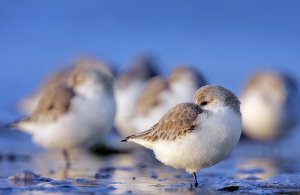 Roosting Sanderling