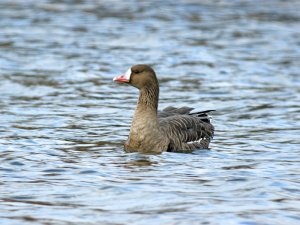 White Fronted Goose