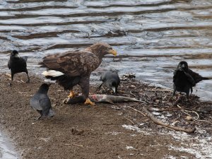 White Tailed Eagle attended by Crows......