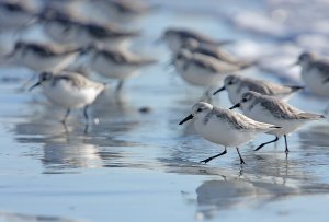 Sanderling