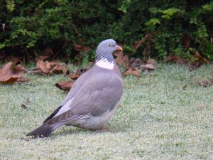 Garden Resident